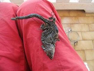 Identificazione di lacertide morto